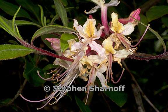 rhododendron austrinum subsection pentanthera 1 graphic